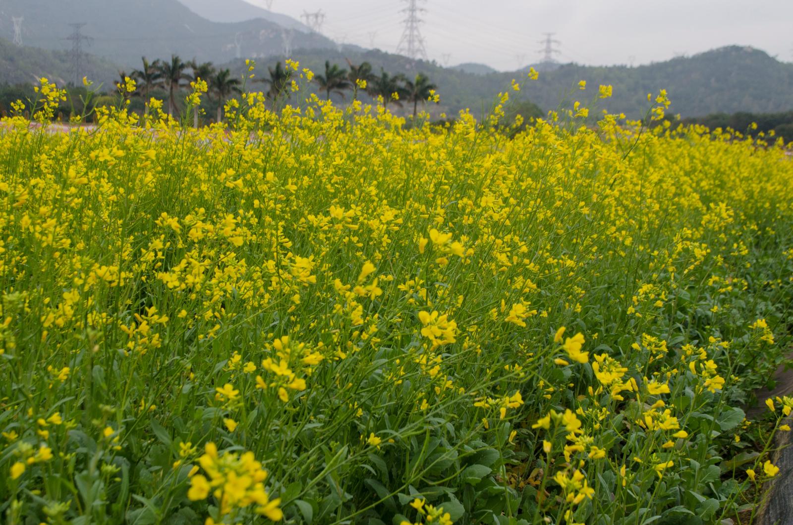 鹏城美丽乡村