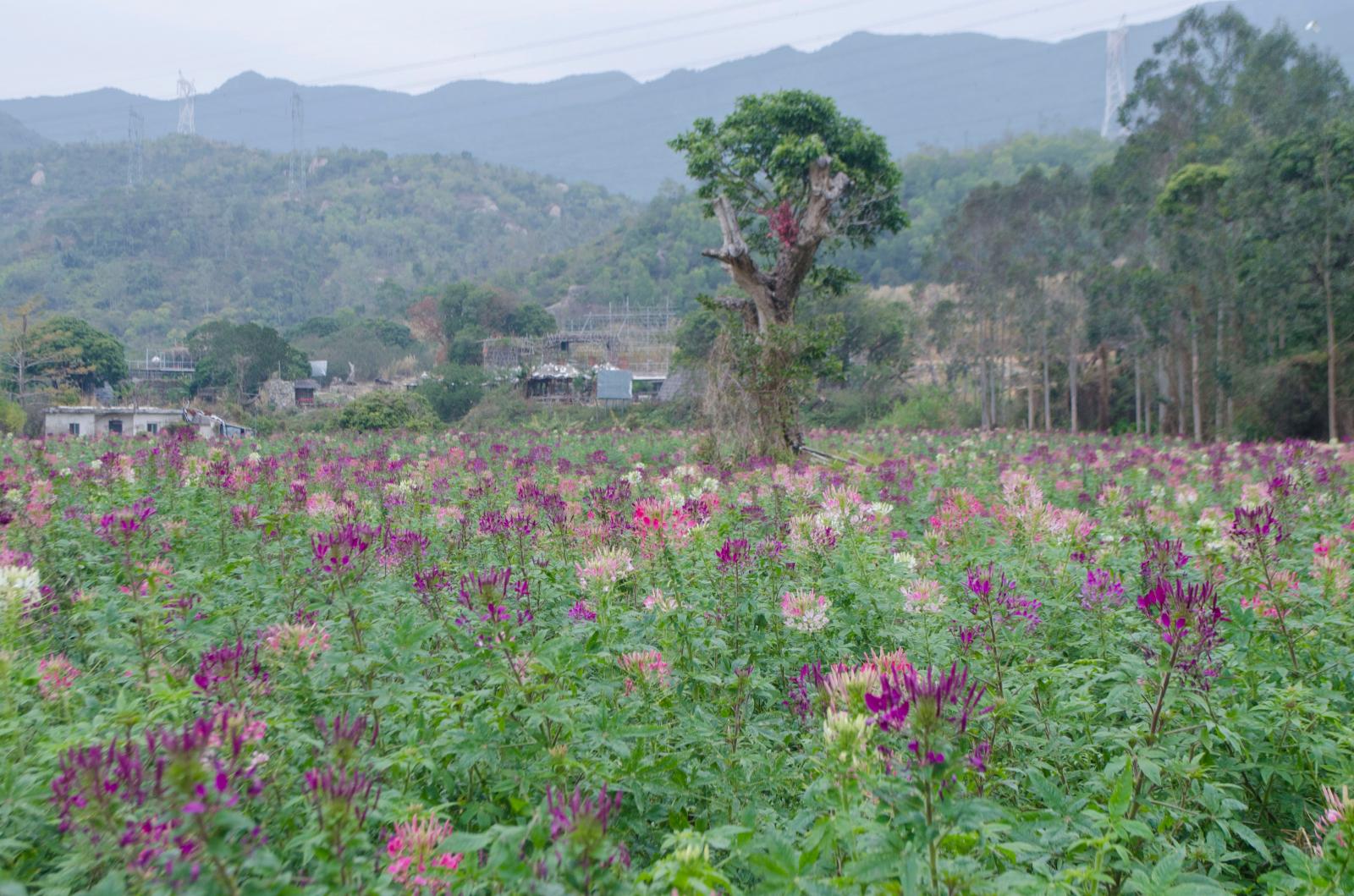 鹏城美丽乡村
