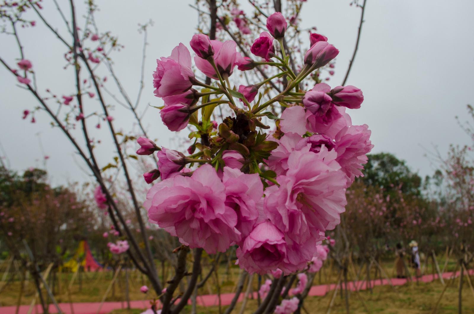 鹏城美丽乡村