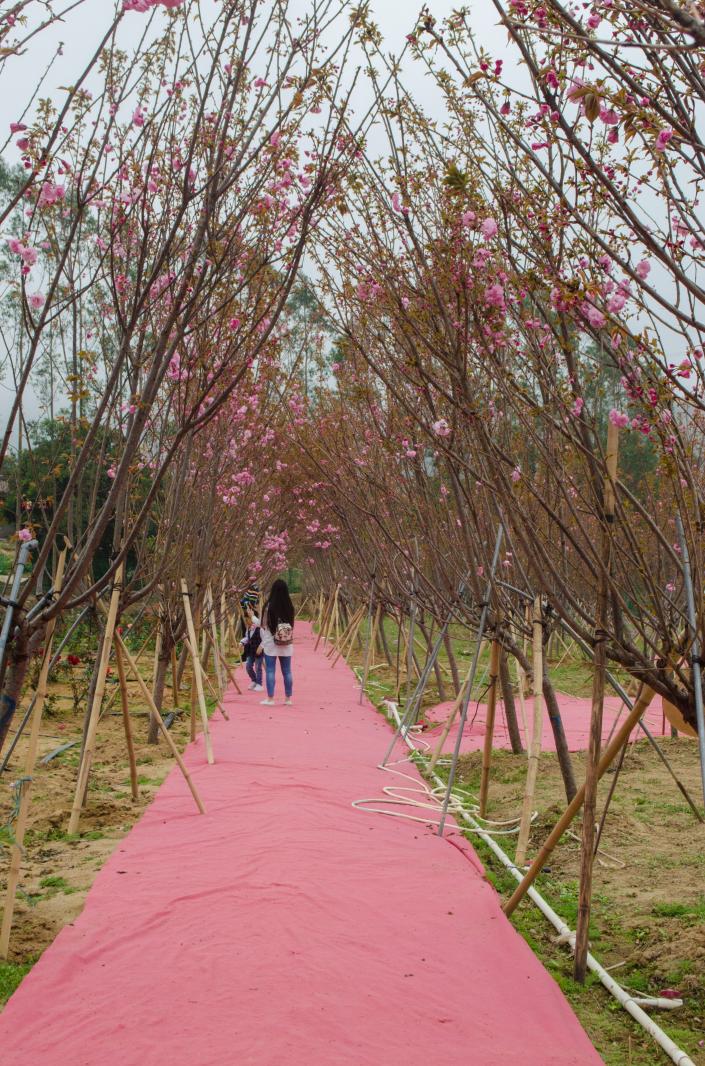 鹏城美丽乡村