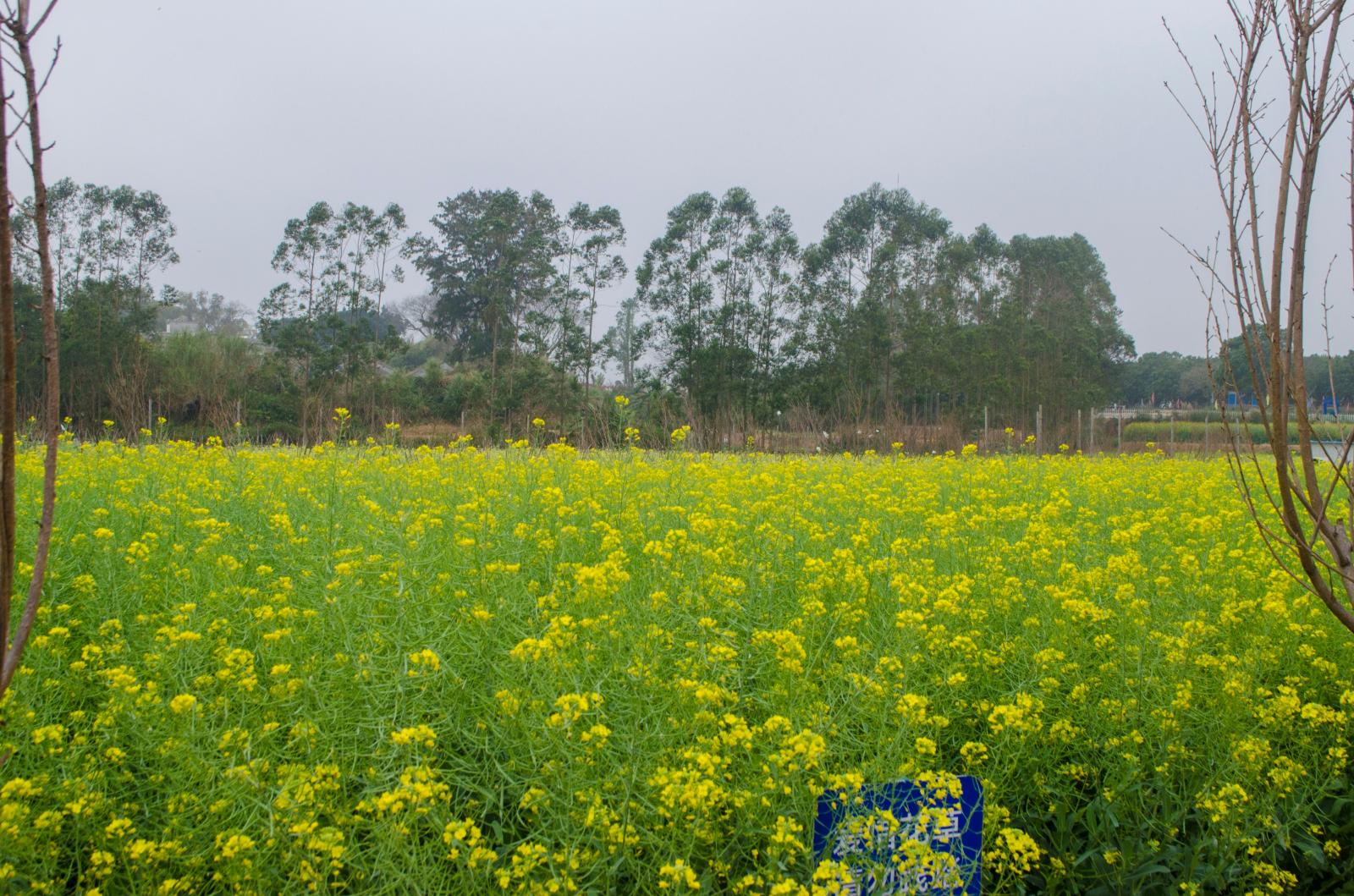 鹏城美丽乡村