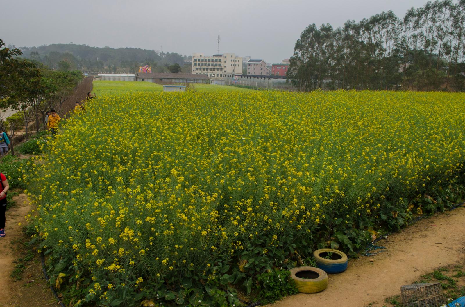 鹏城美丽乡村