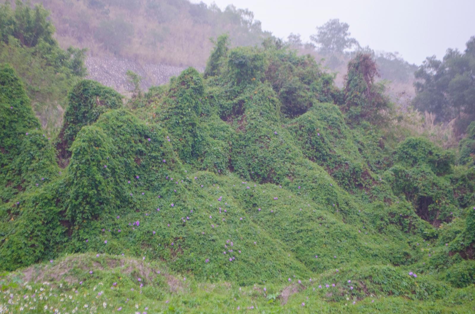 鹏城美丽乡村