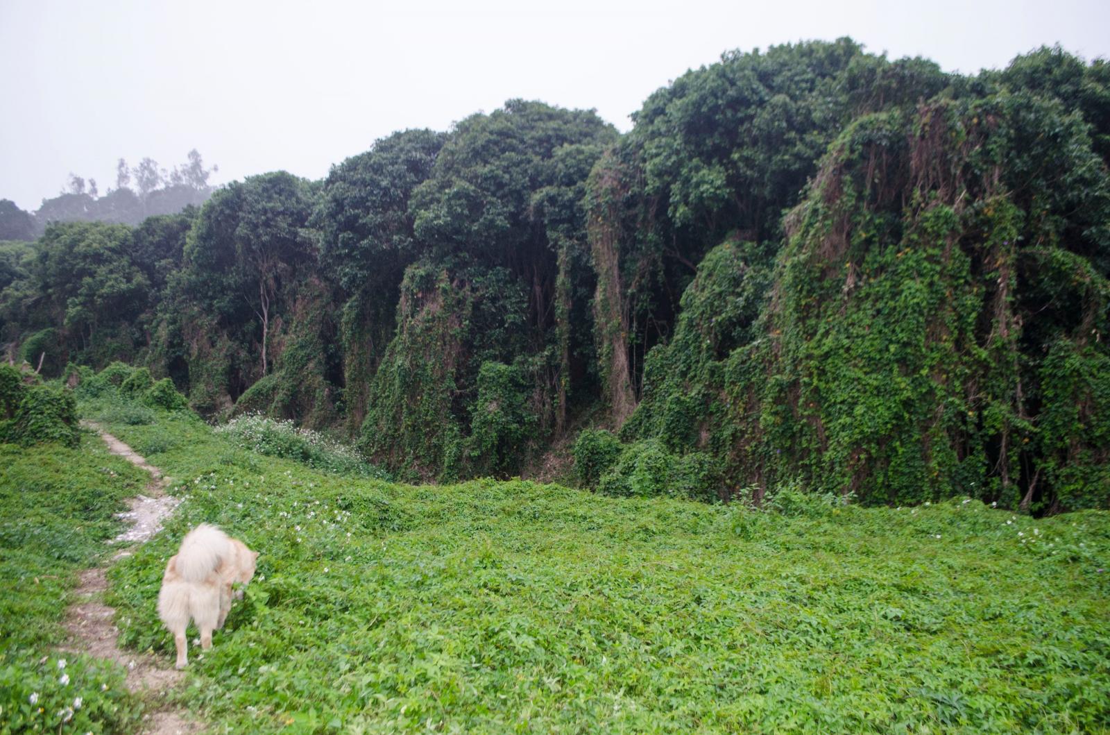 鹏城美丽乡村