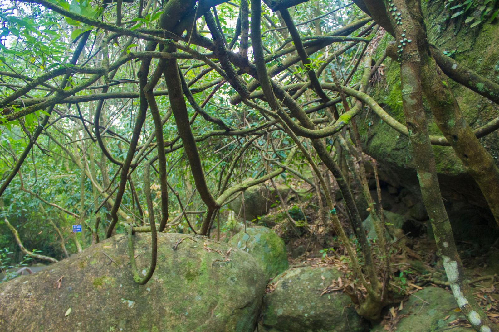 韶关云髻山