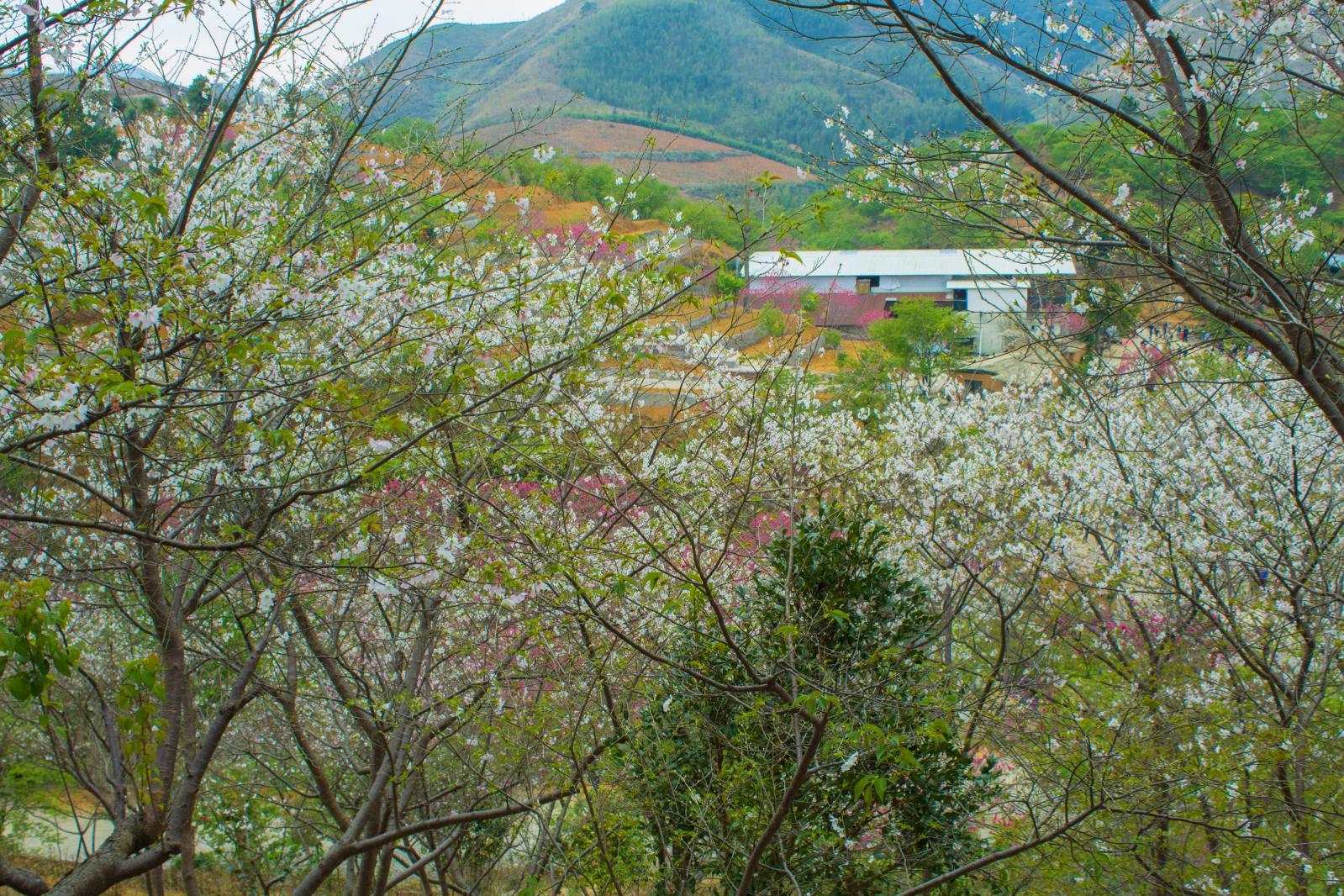韶关云髻山