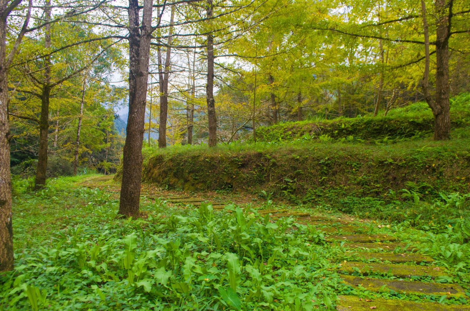 南雄帽子峰林场