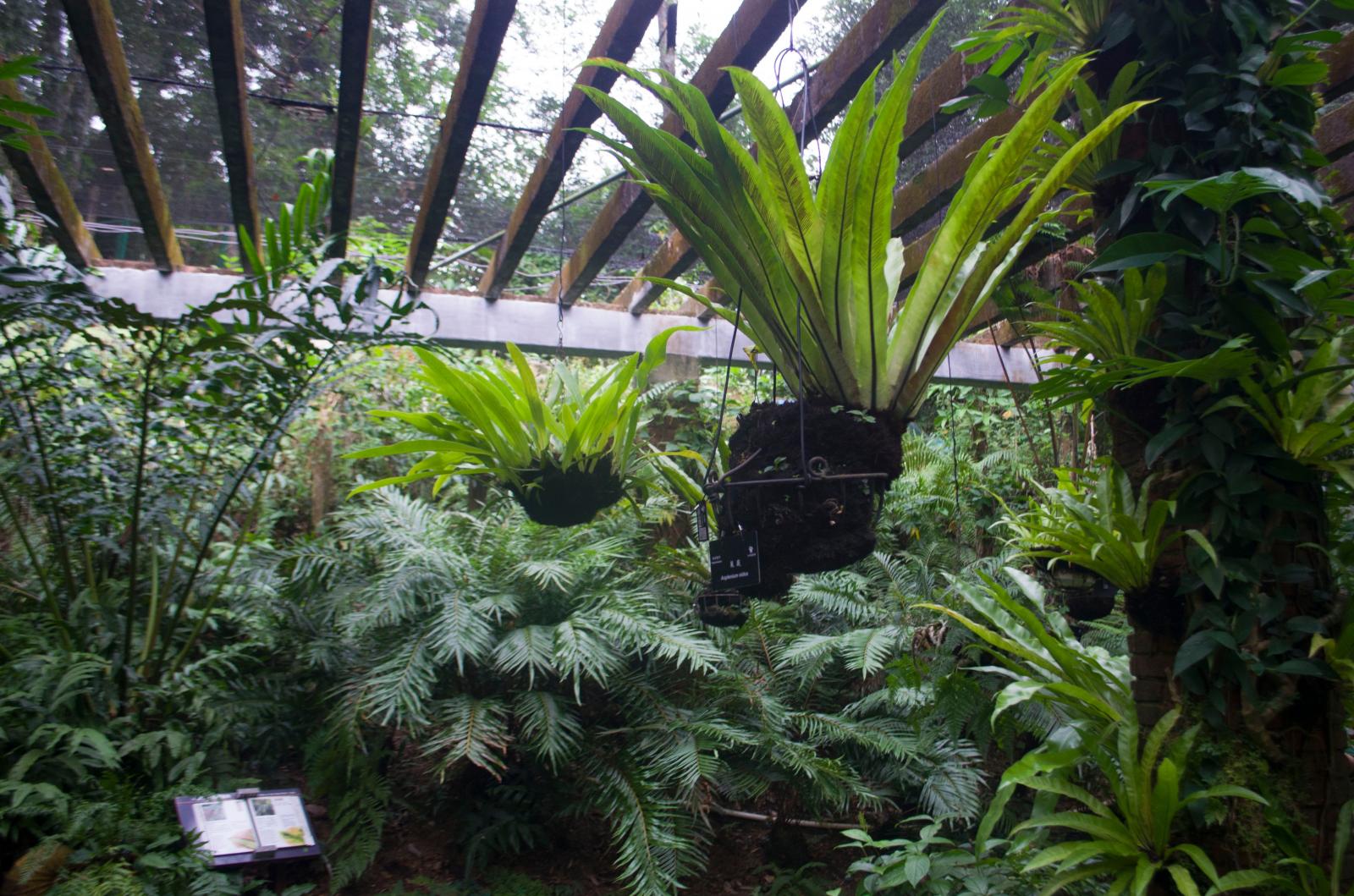 仙湖植物园