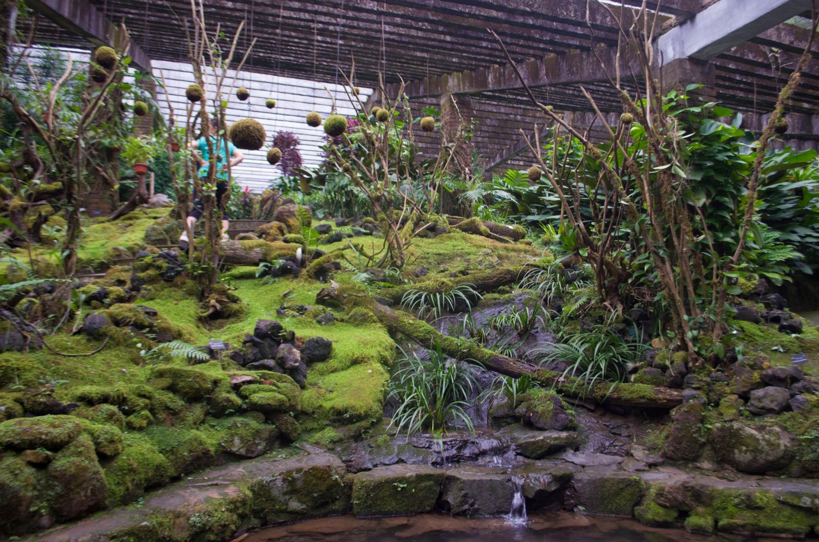 仙湖植物园