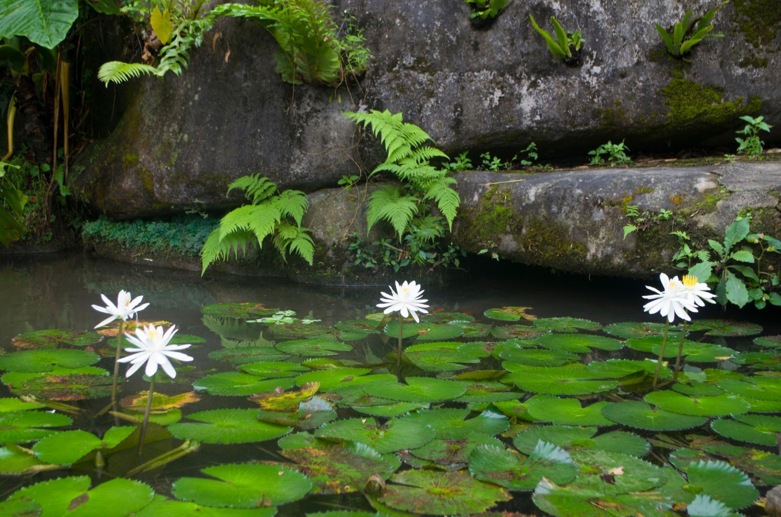 仙湖植物园