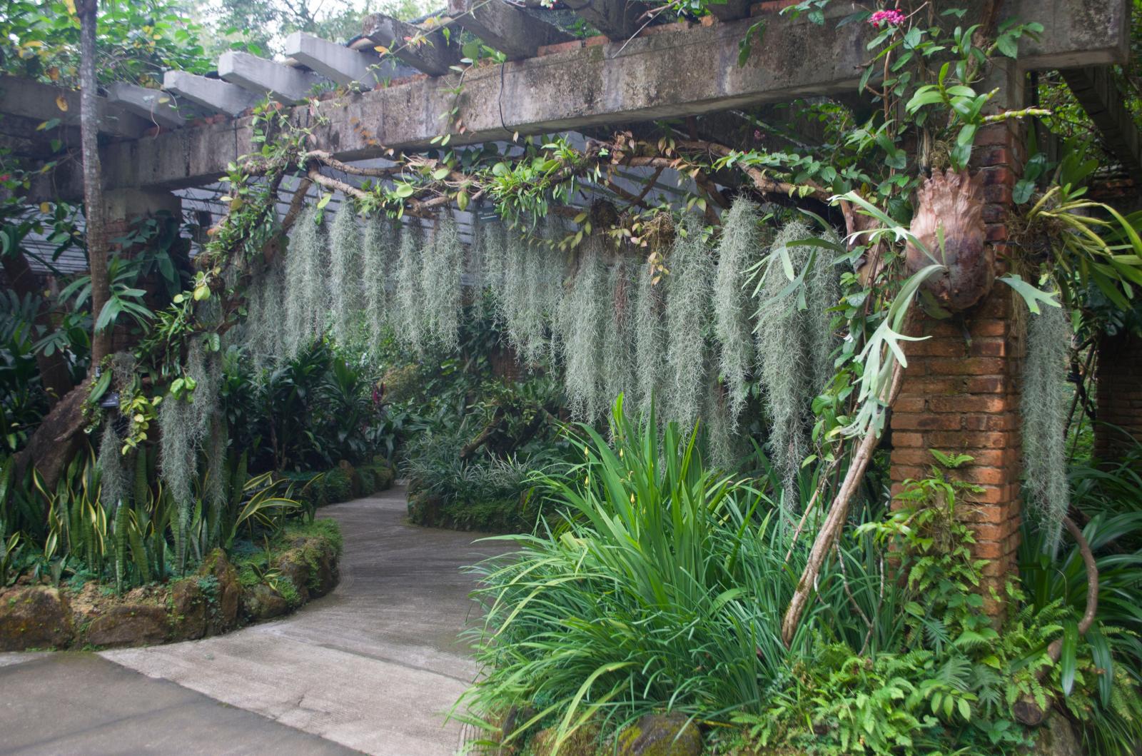 仙湖植物园