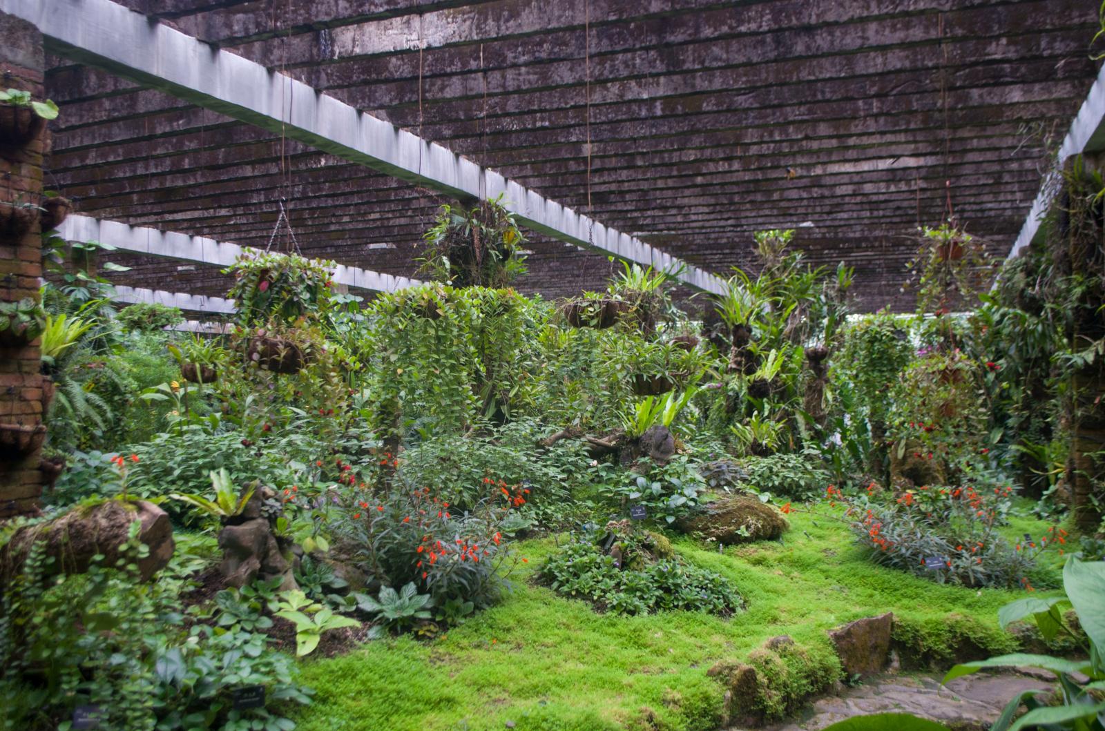 仙湖植物园