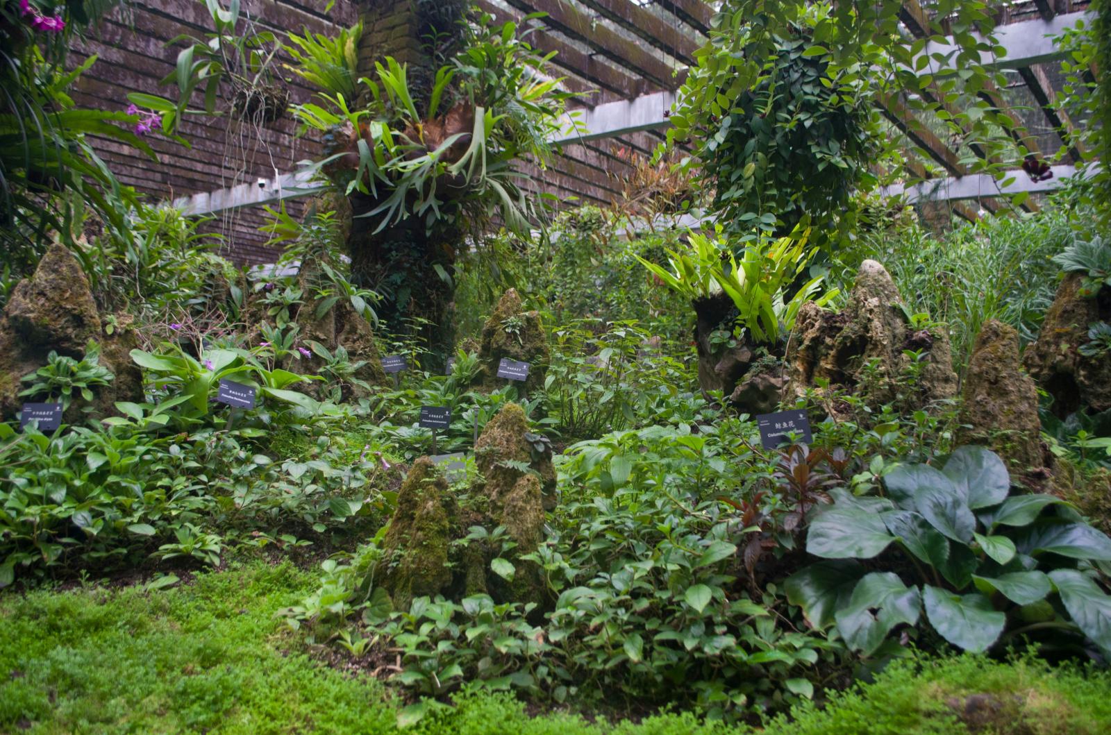 仙湖植物园