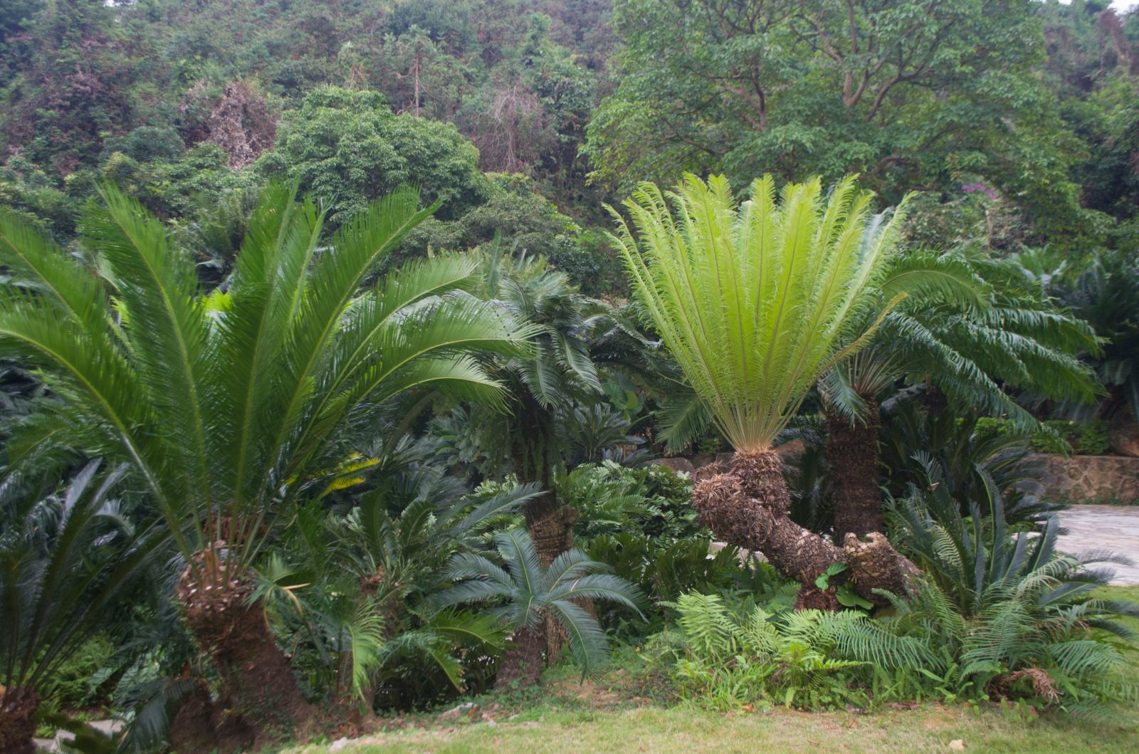 仙湖植物园