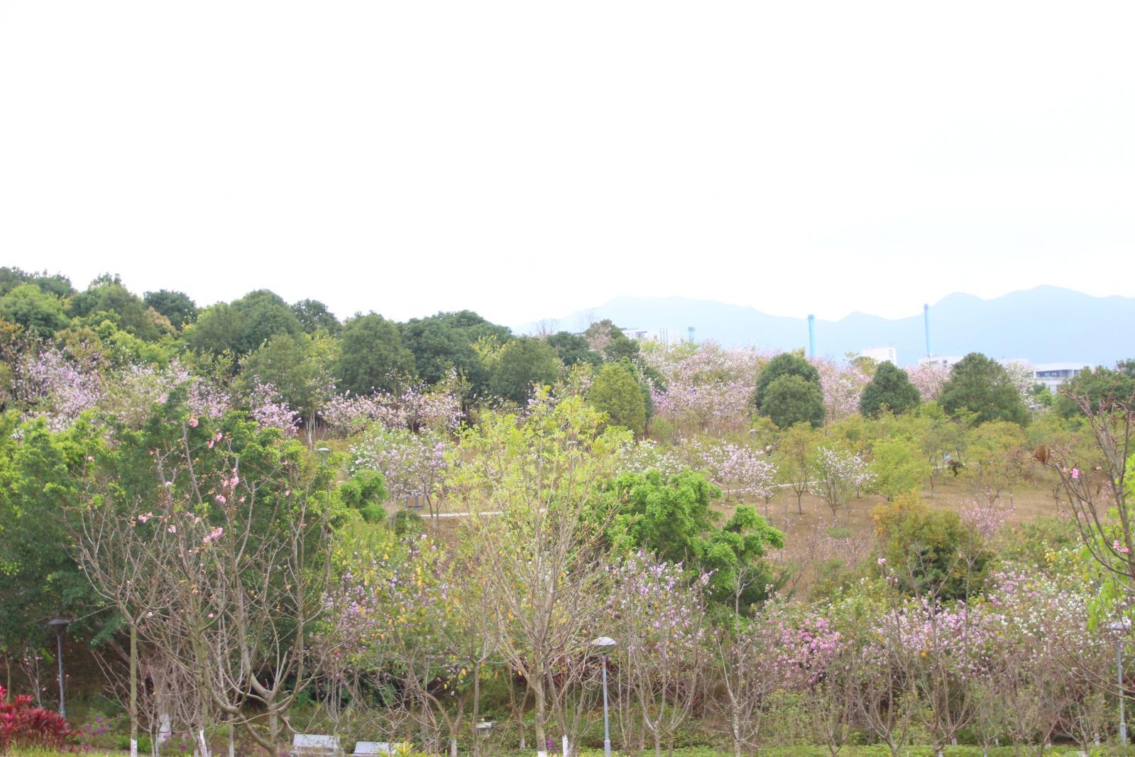 聚龙山