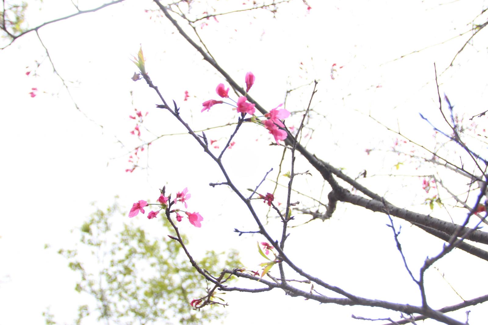 聚龙山