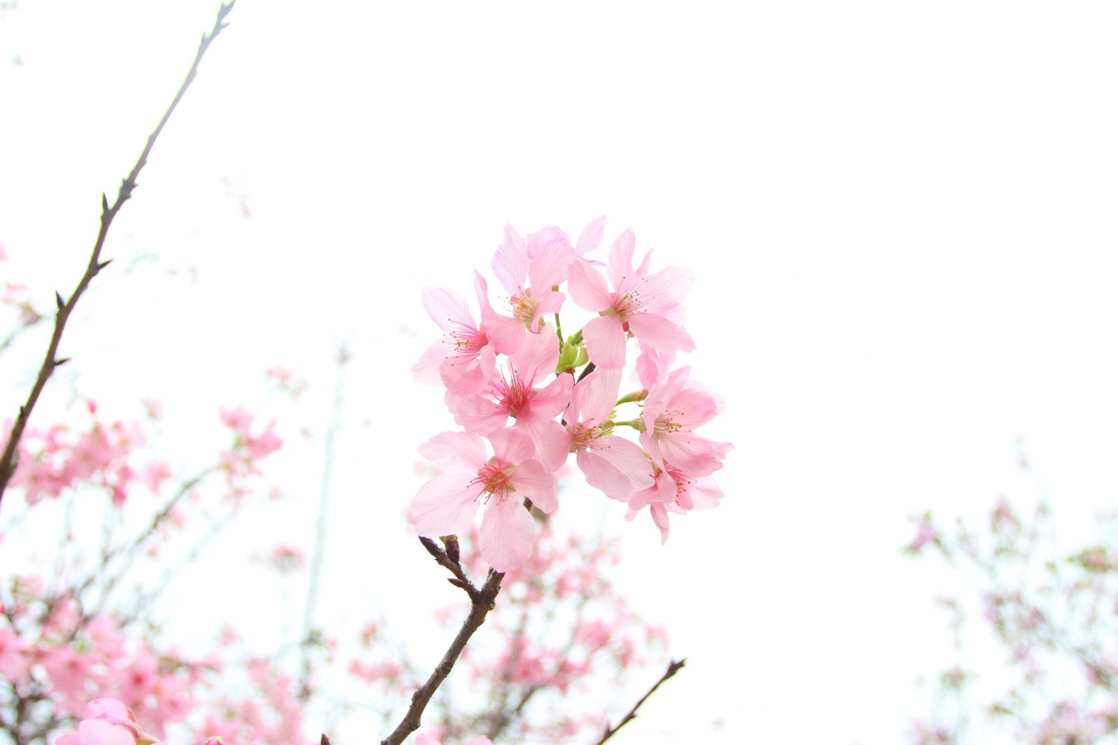 聚龙山