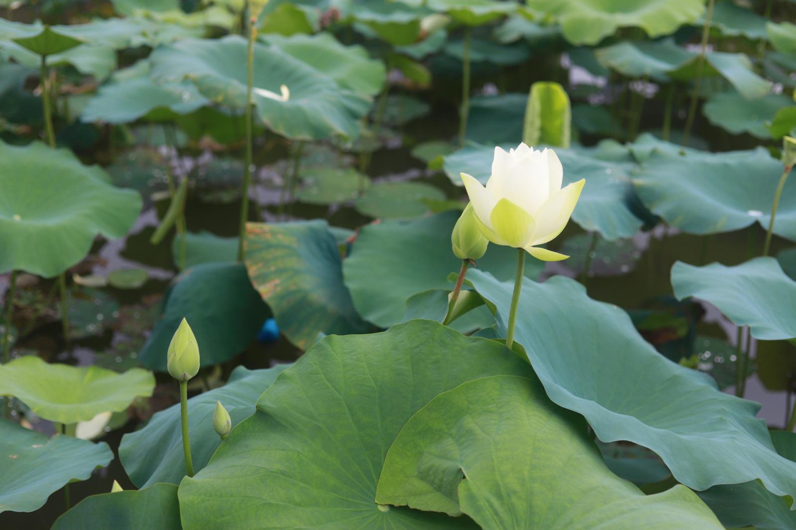 洪湖