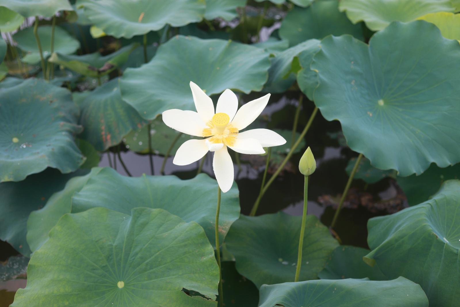 洪湖