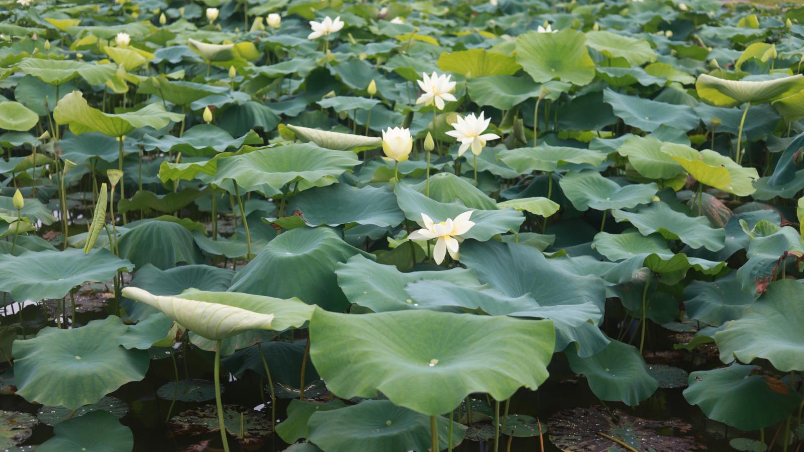洪湖