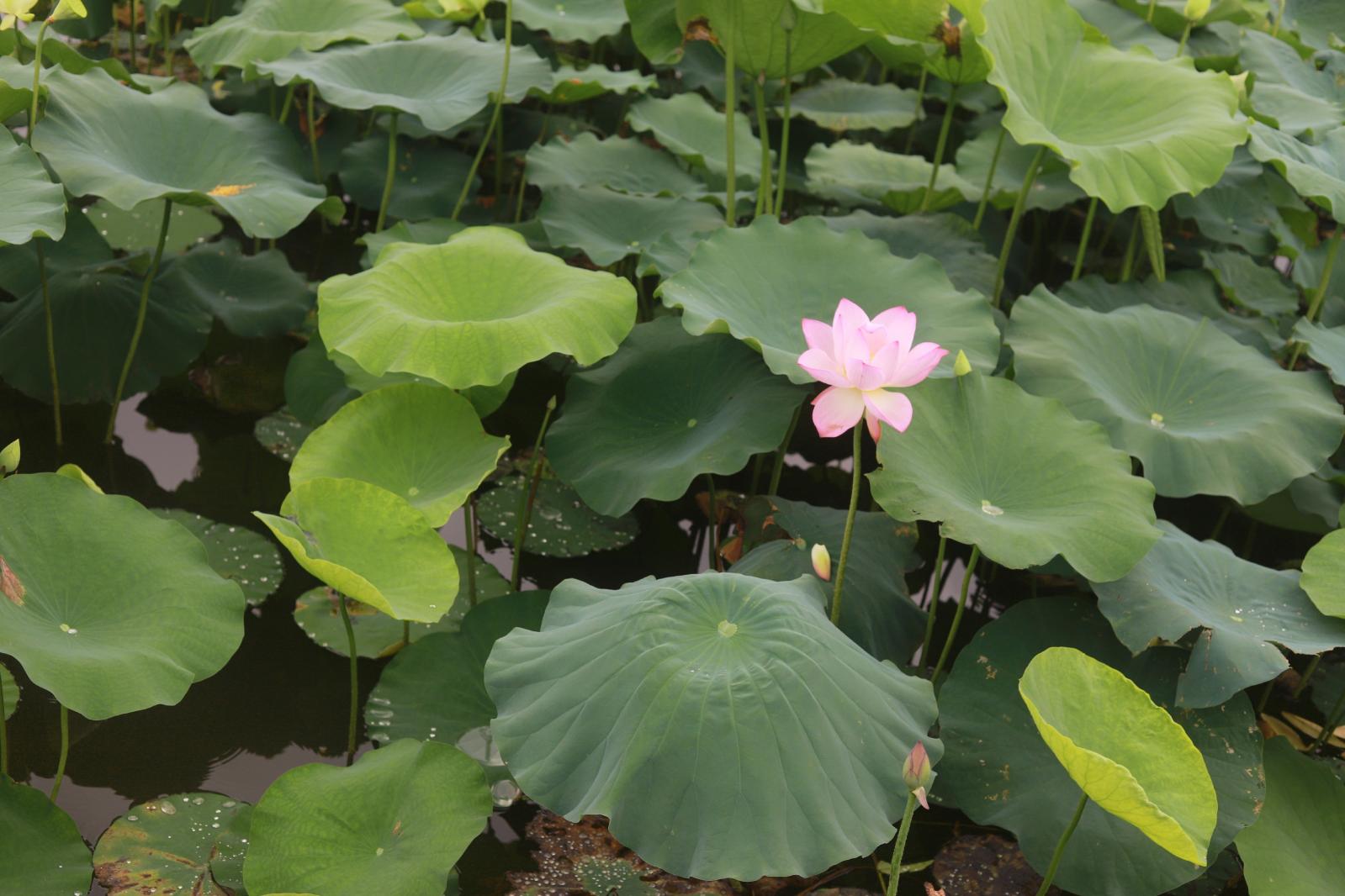 洪湖