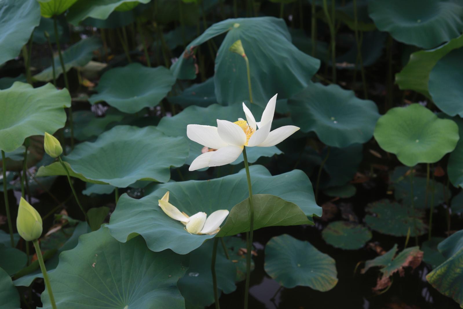 洪湖