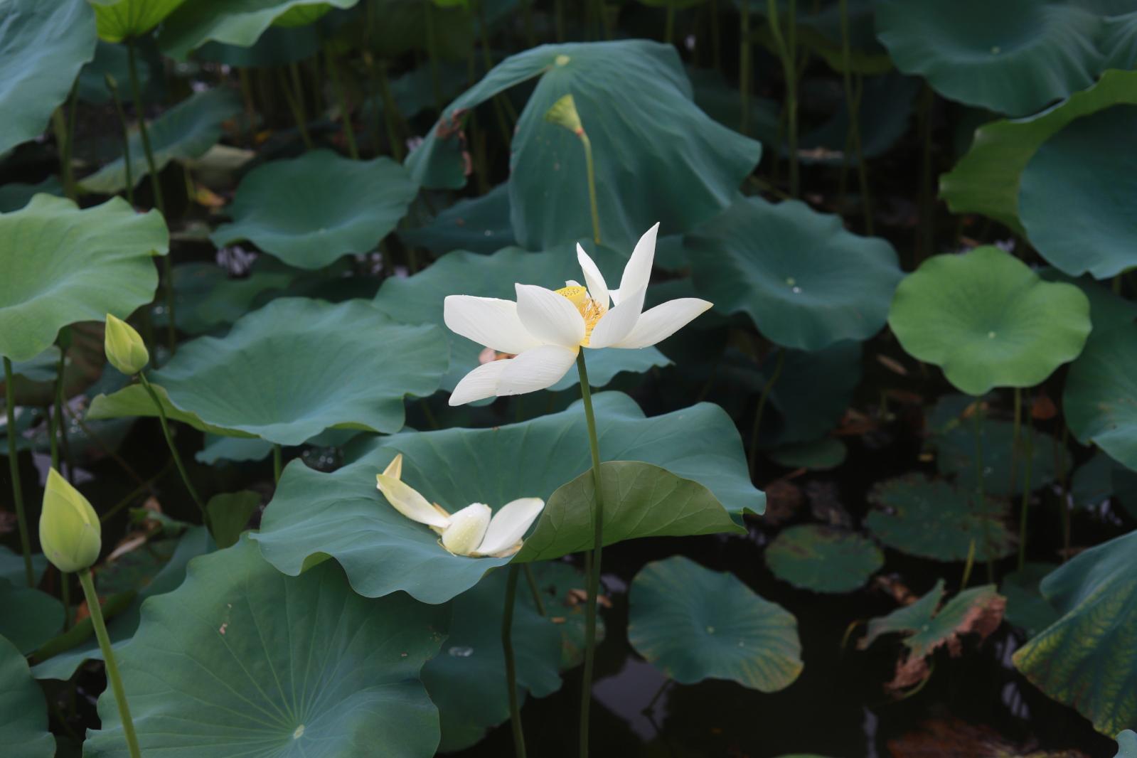 洪湖
