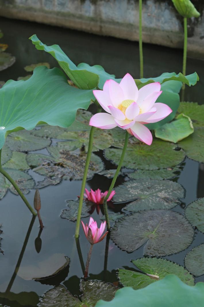 洪湖