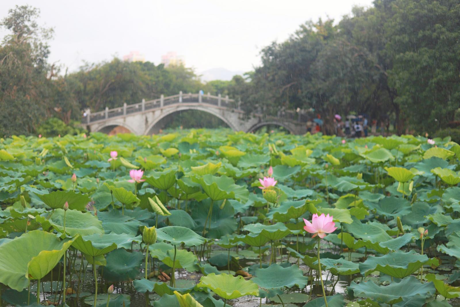 洪湖