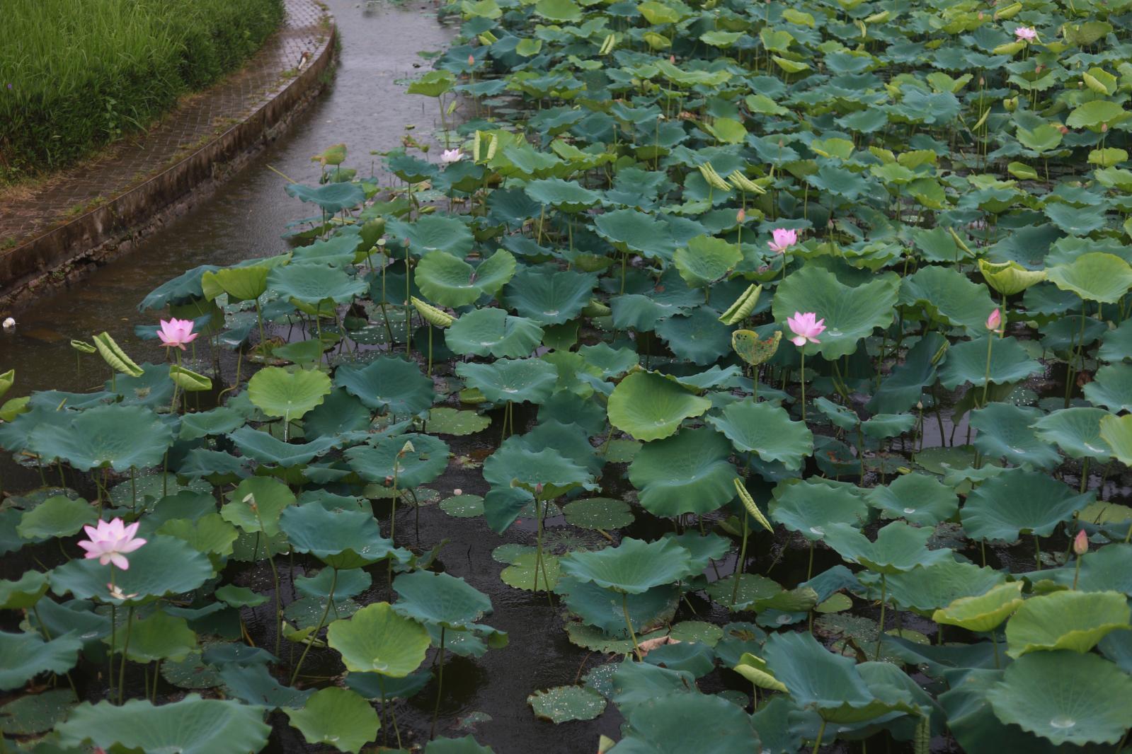 洪湖