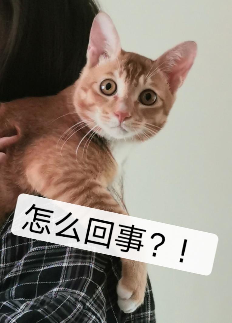 表情包