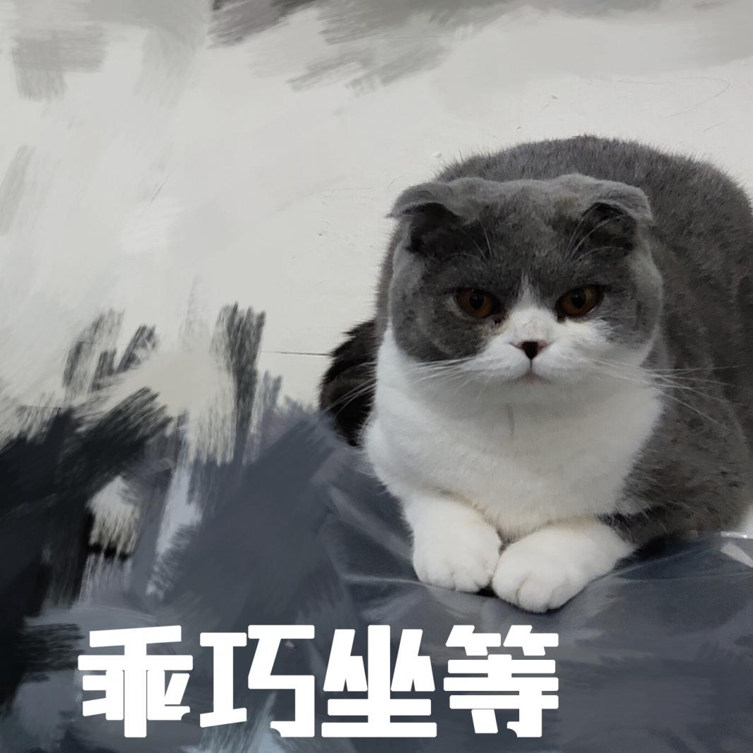 表情包