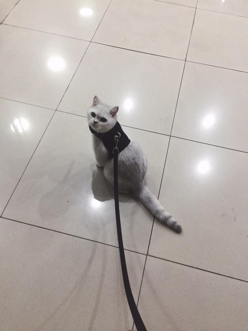 表情包