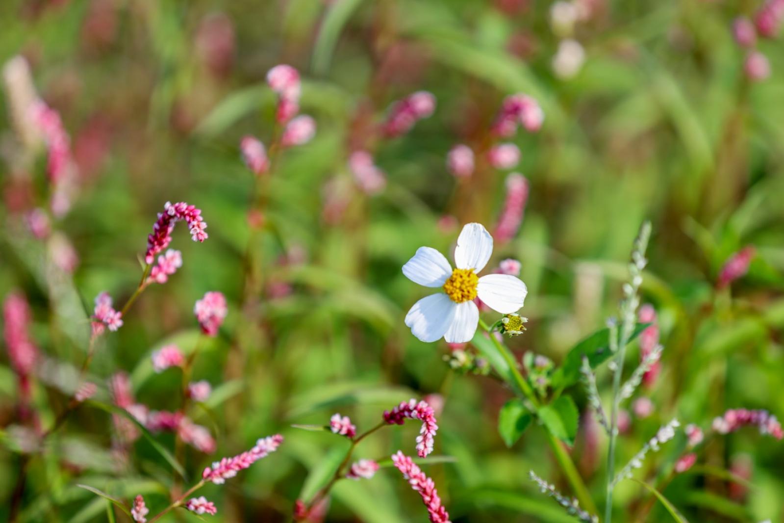 美丽乡村百花节