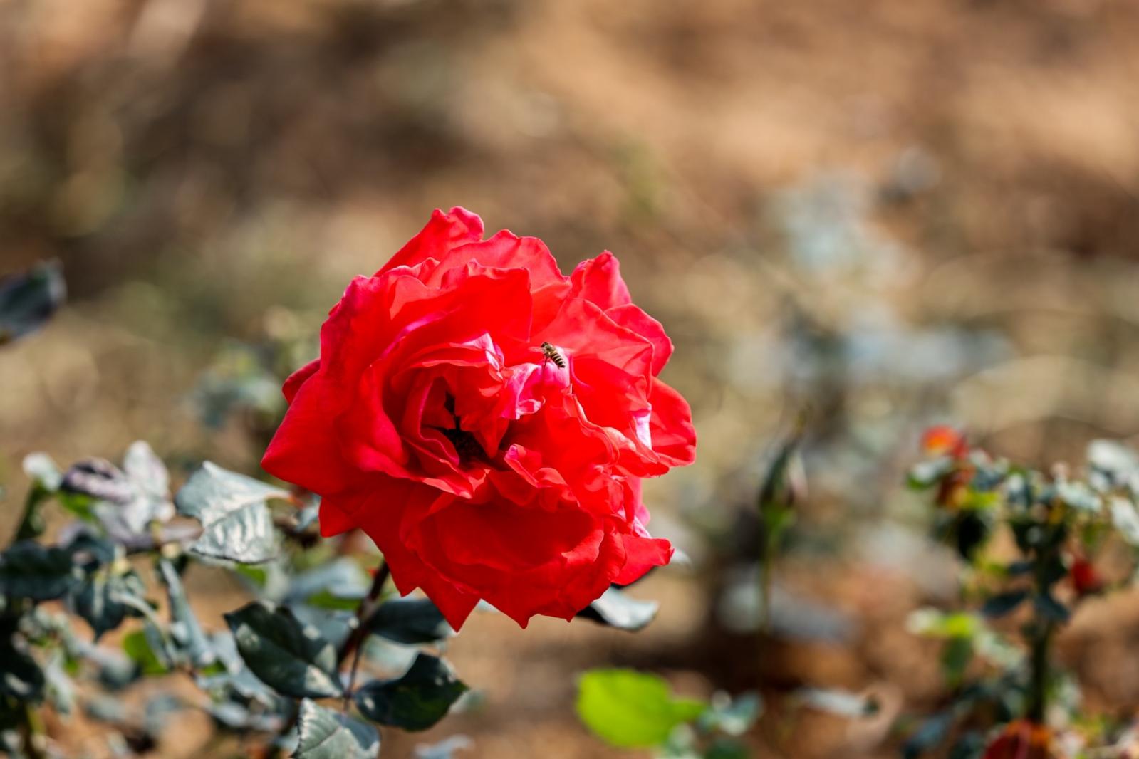美丽乡村百花节