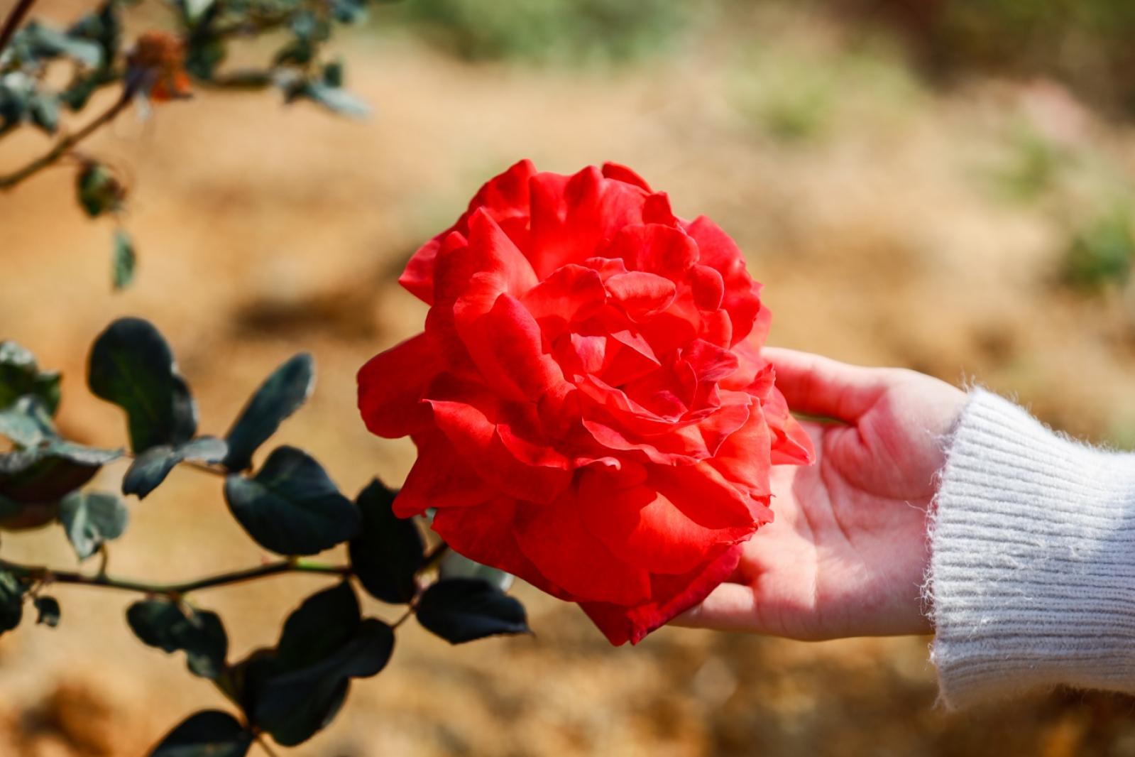 美丽乡村百花节