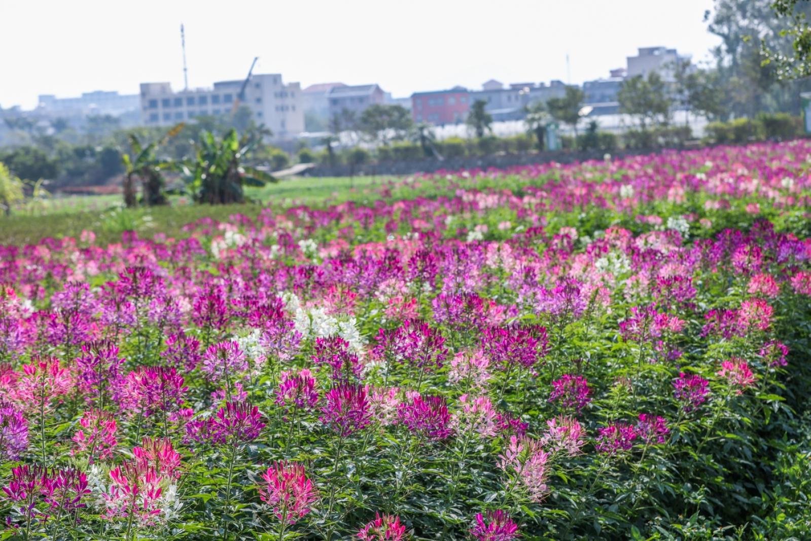 美丽乡村百花节