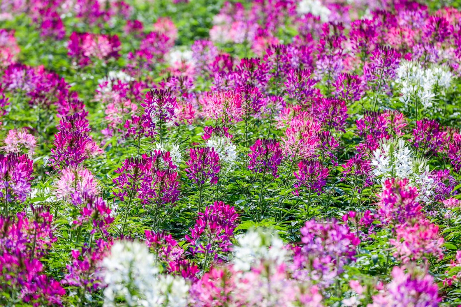 美丽乡村百花节