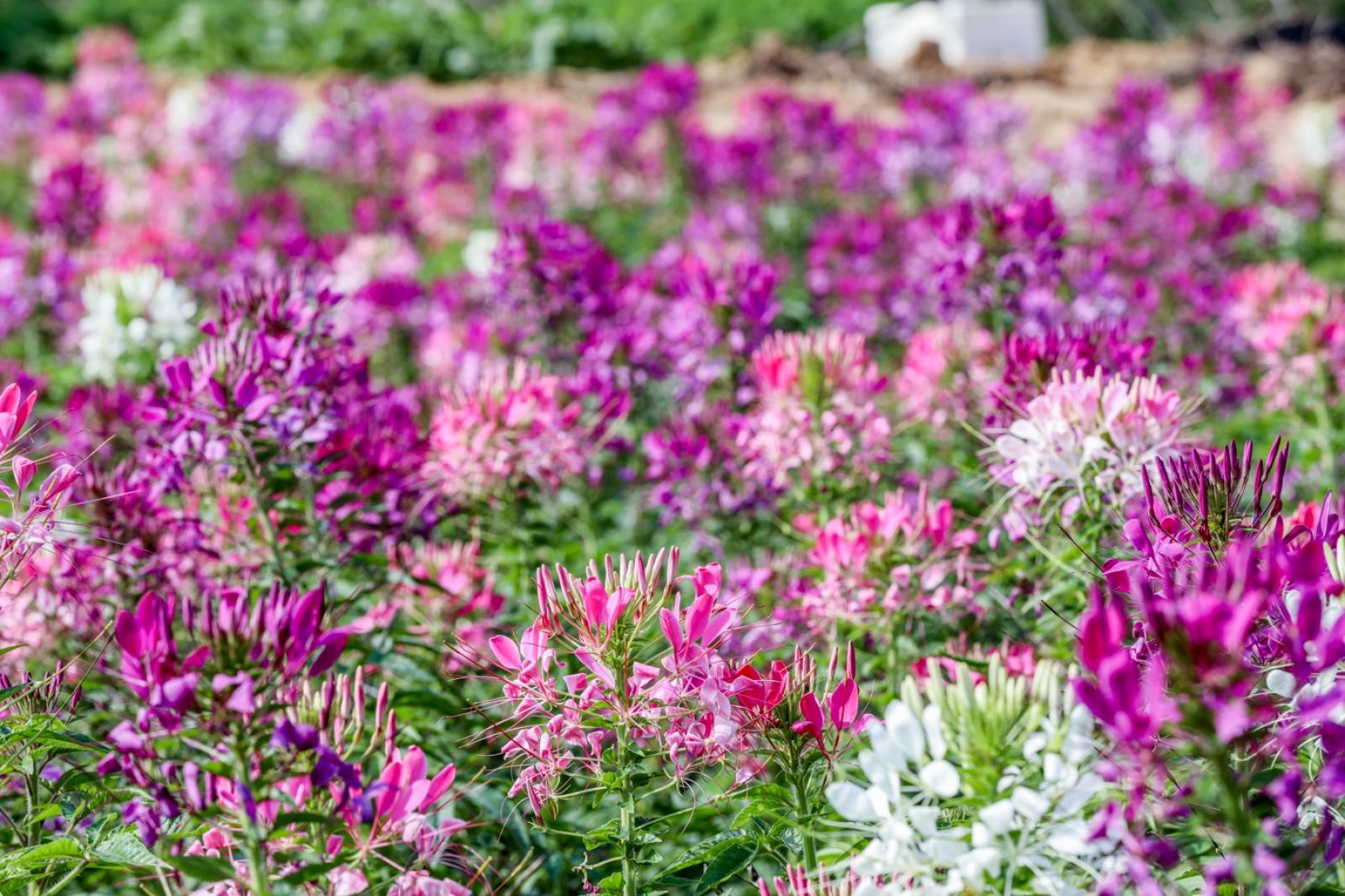 美丽乡村百花节