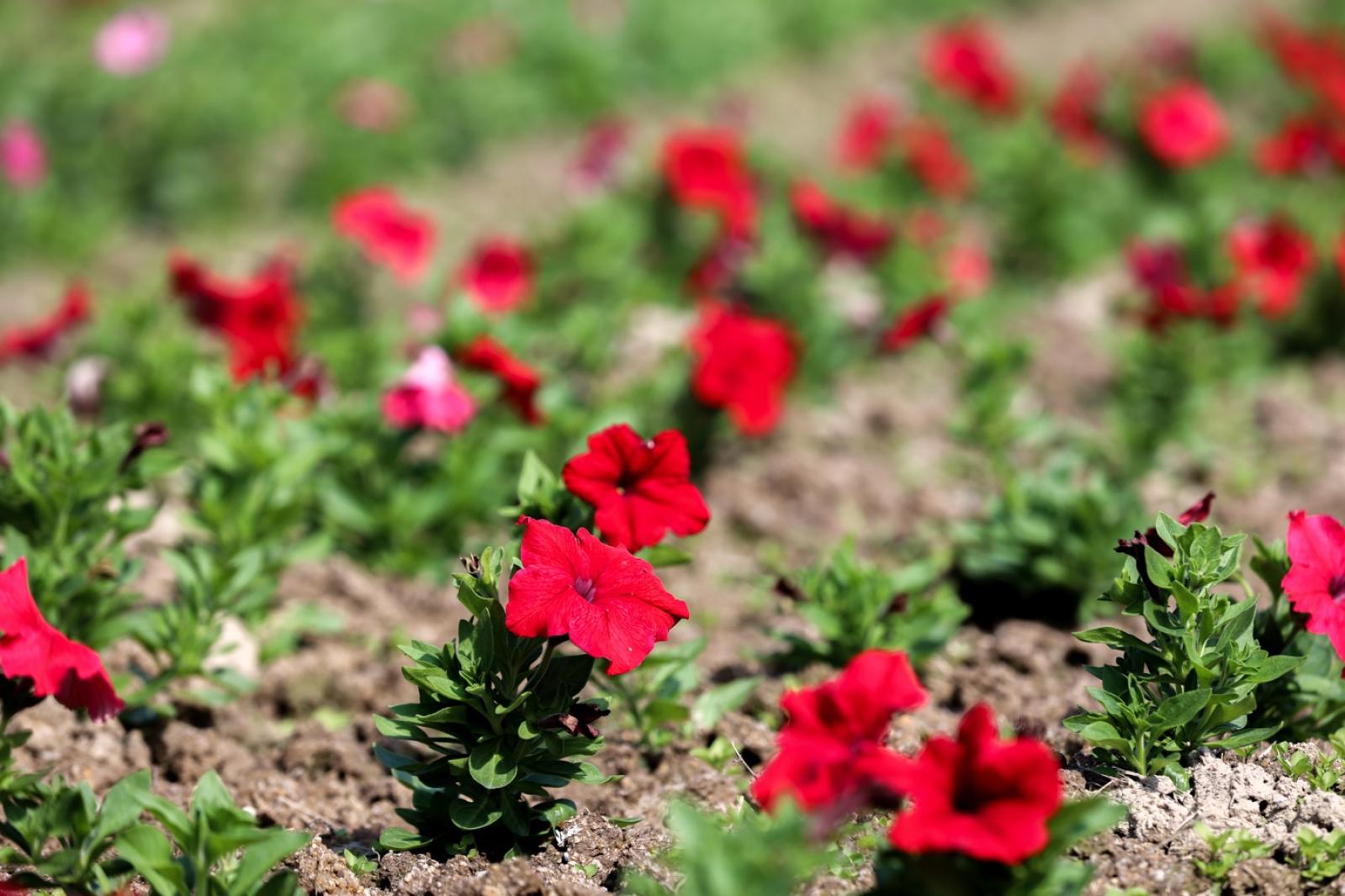 美丽乡村百花节