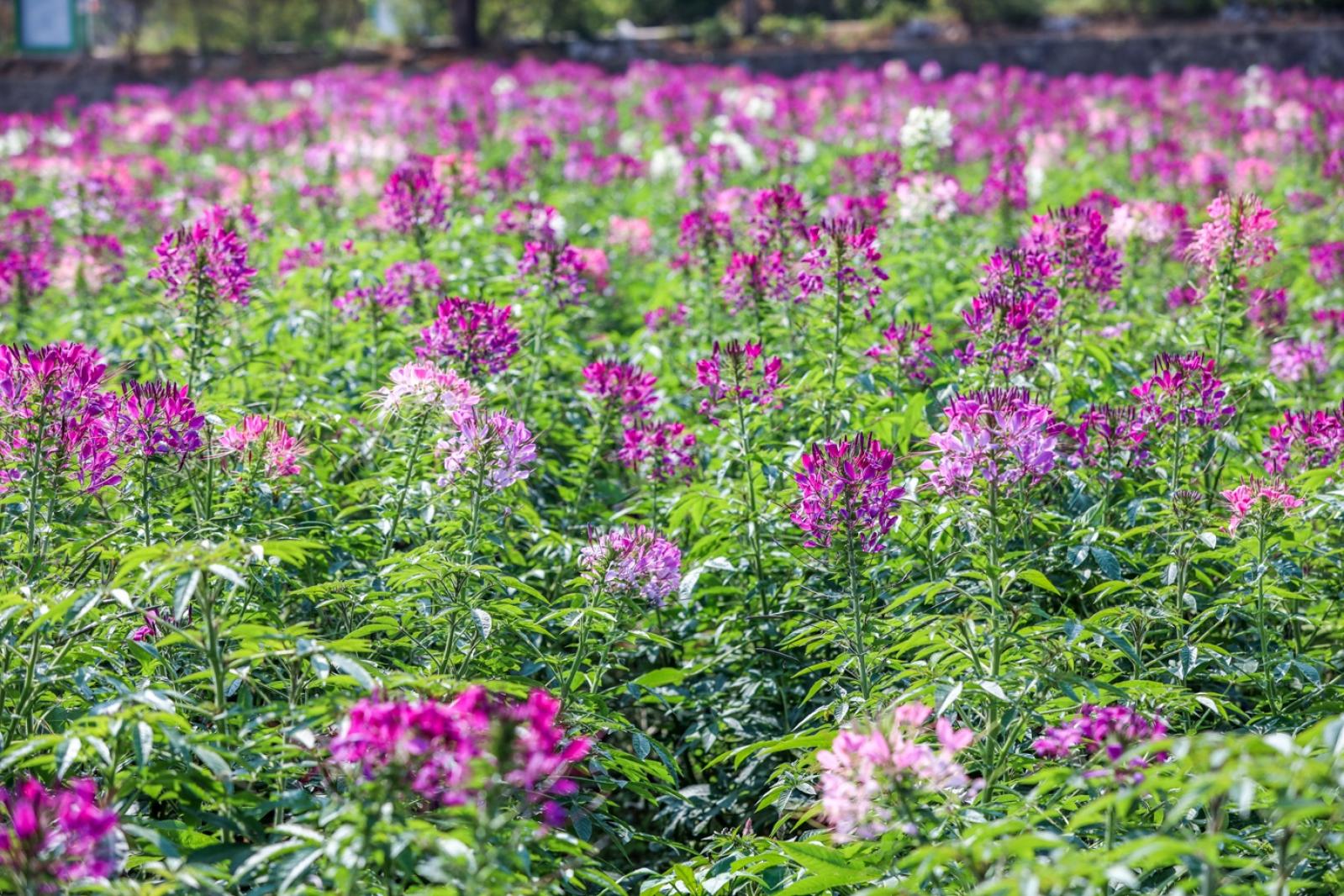美丽乡村百花节