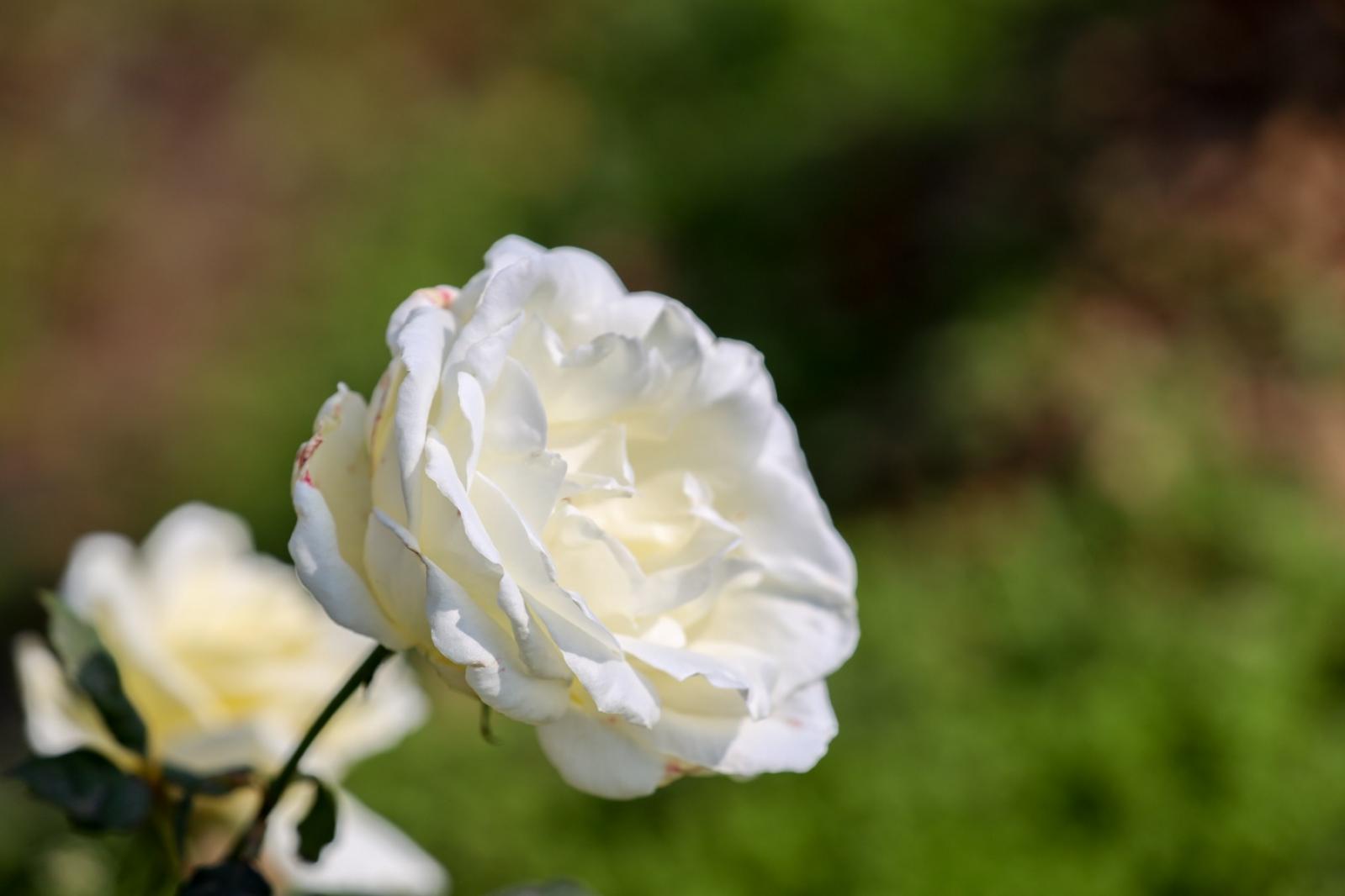 美丽乡村百花节