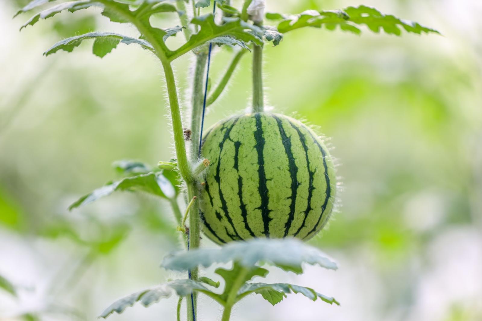 美丽乡村百花节