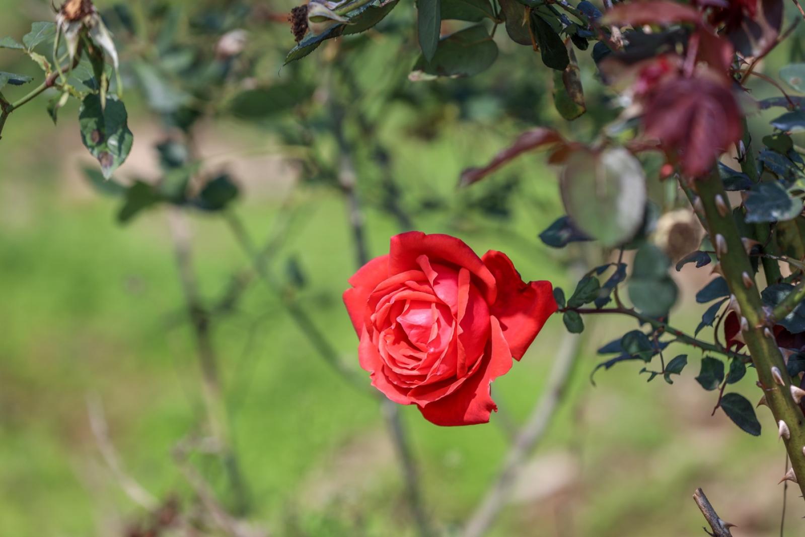 美丽乡村百花节