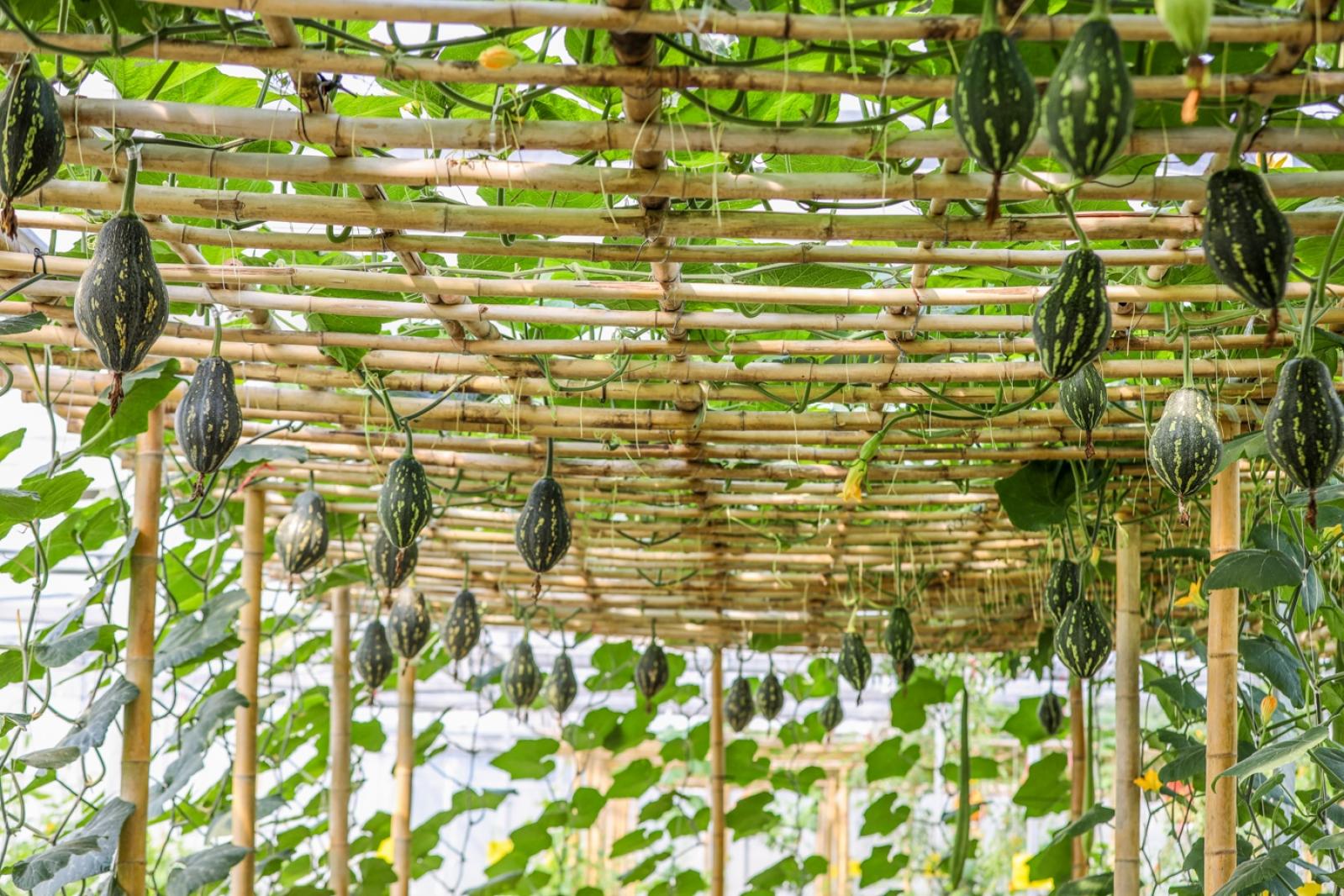 美丽乡村百花节