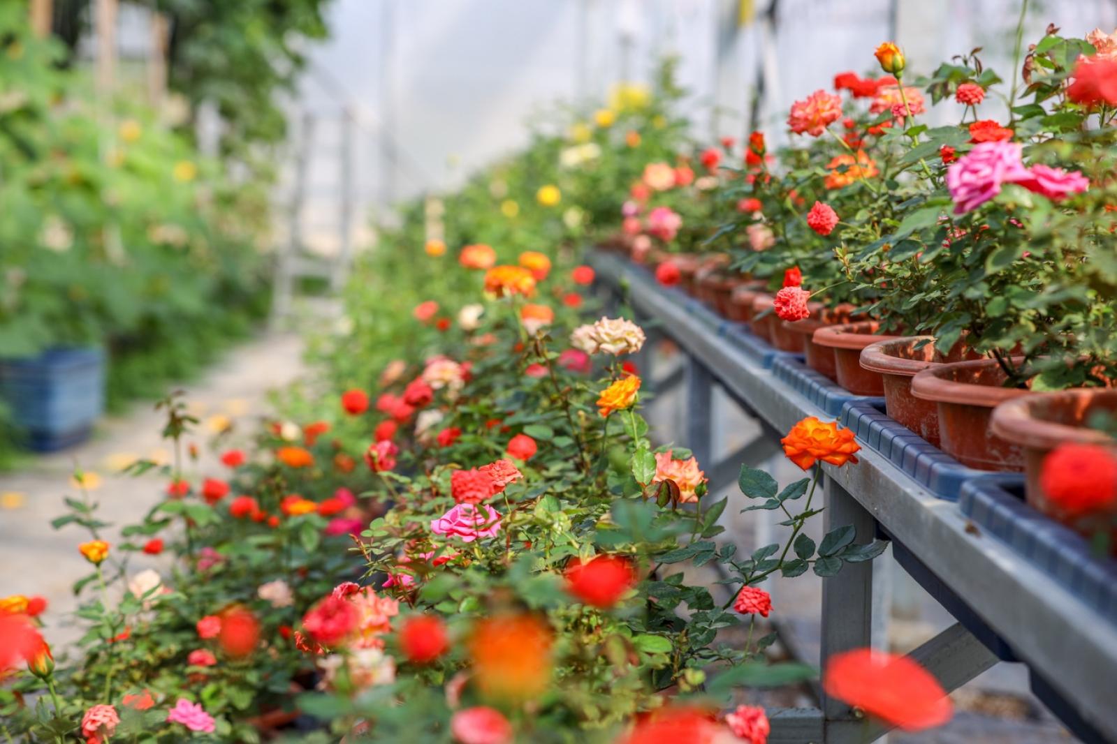 美丽乡村百花节