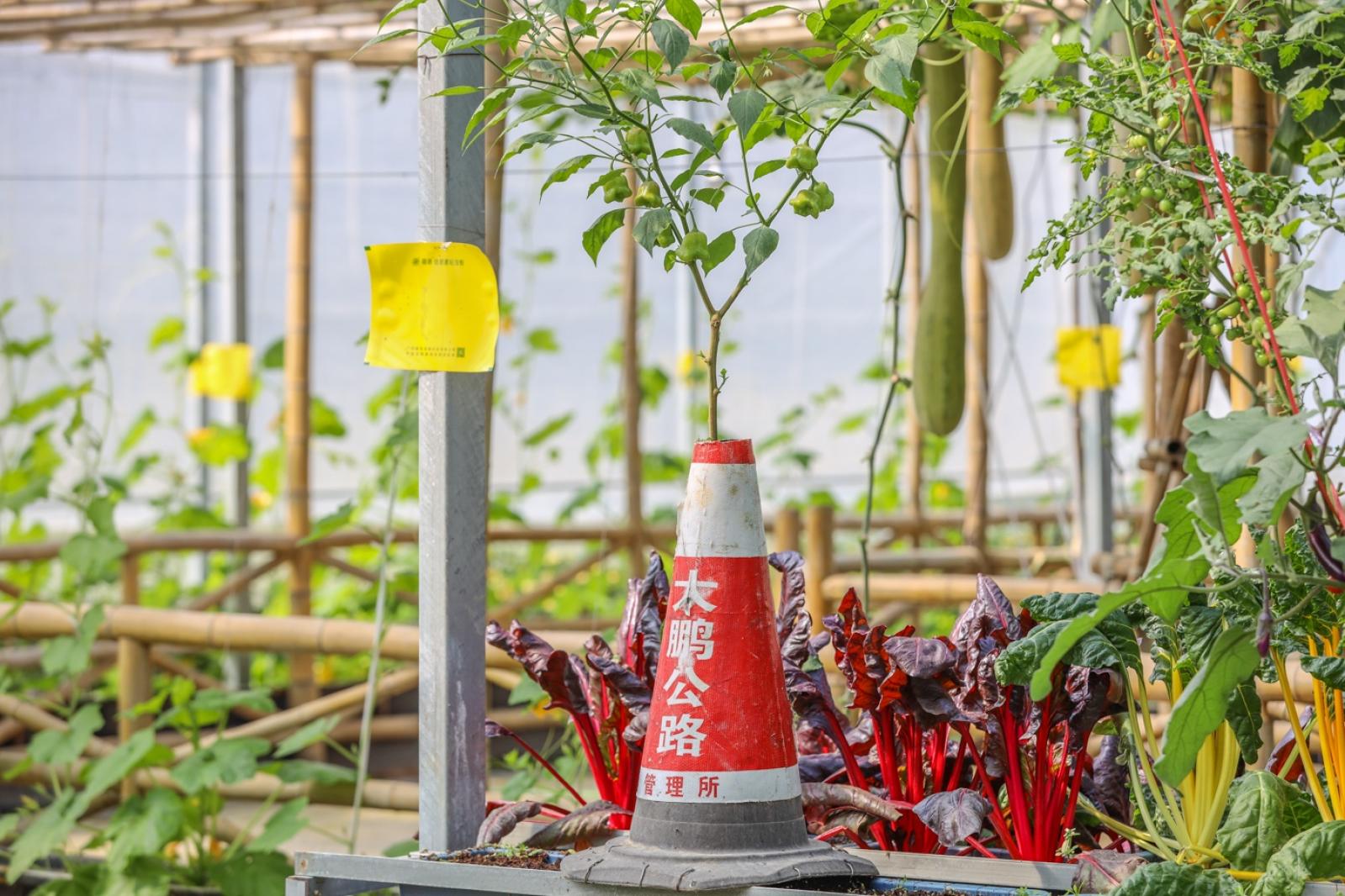 美丽乡村百花节
