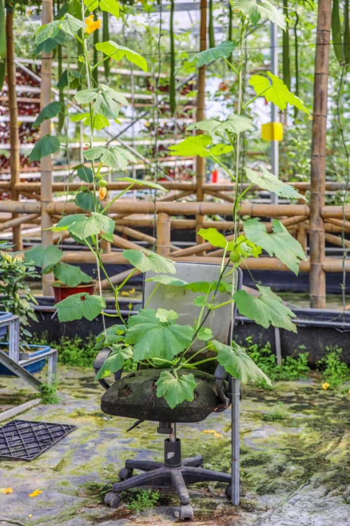 美丽乡村百花节