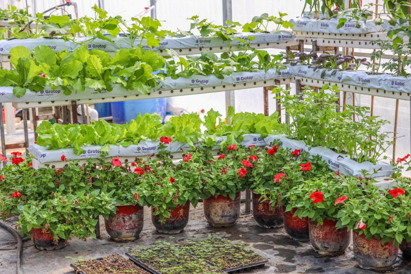 美丽乡村百花节