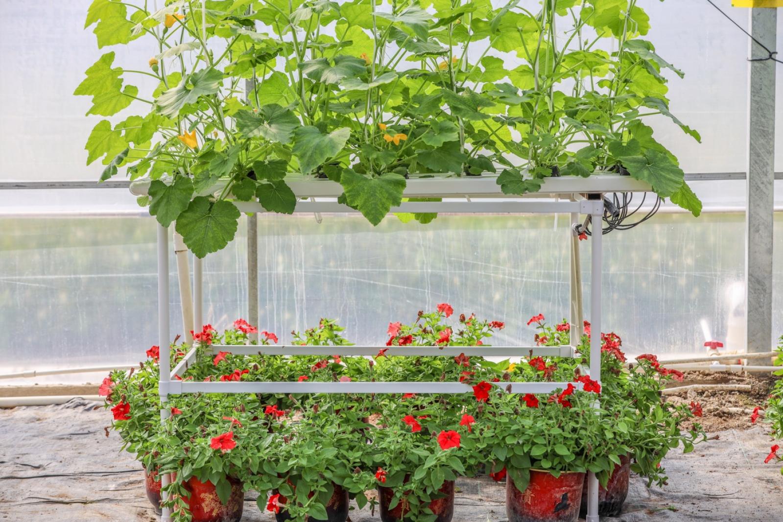 美丽乡村百花节